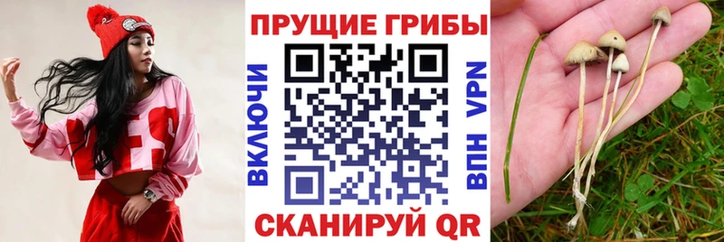 Купить где  Опочка  Псилоцибиновые грибы Psilocybine cubensis 